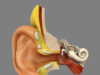 ucho, stredné ucho, zápal, kladivko, nákovka, sluch, infekcia