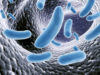 mikrobióm, črevo, črevné baktérie, probiotiká